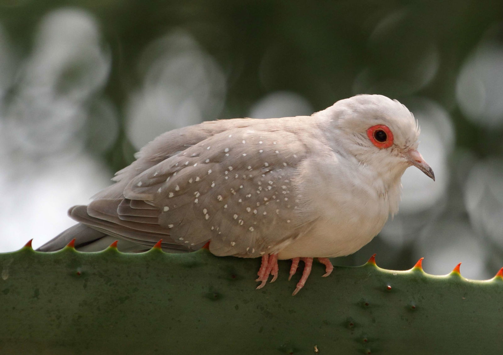 Schönbrunn Desert House