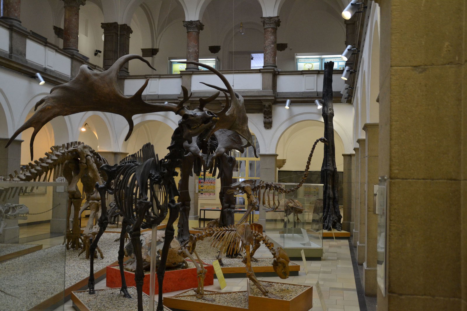 Paleontological Museum Munich