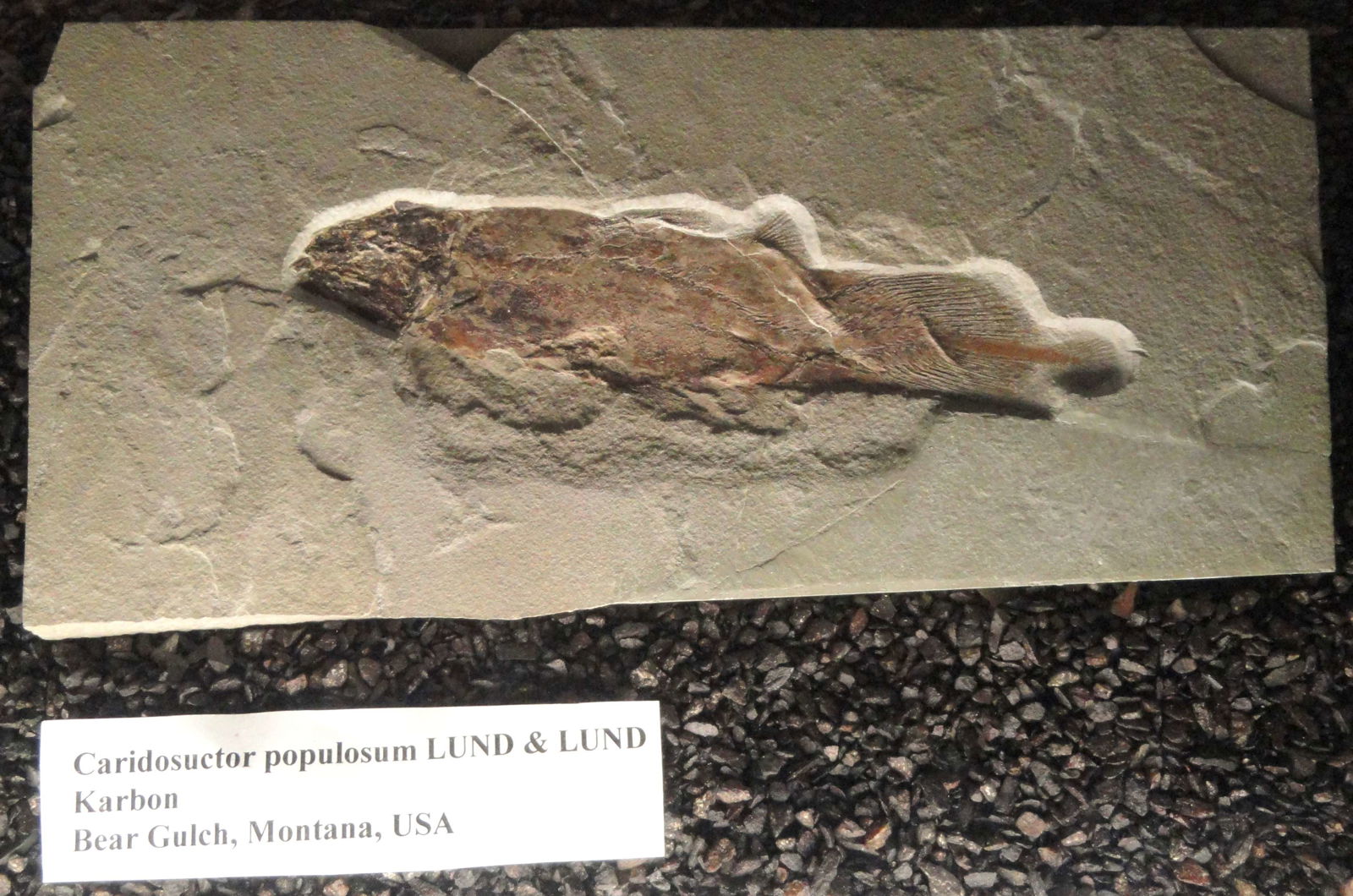 Naturmuseum Senckenberg