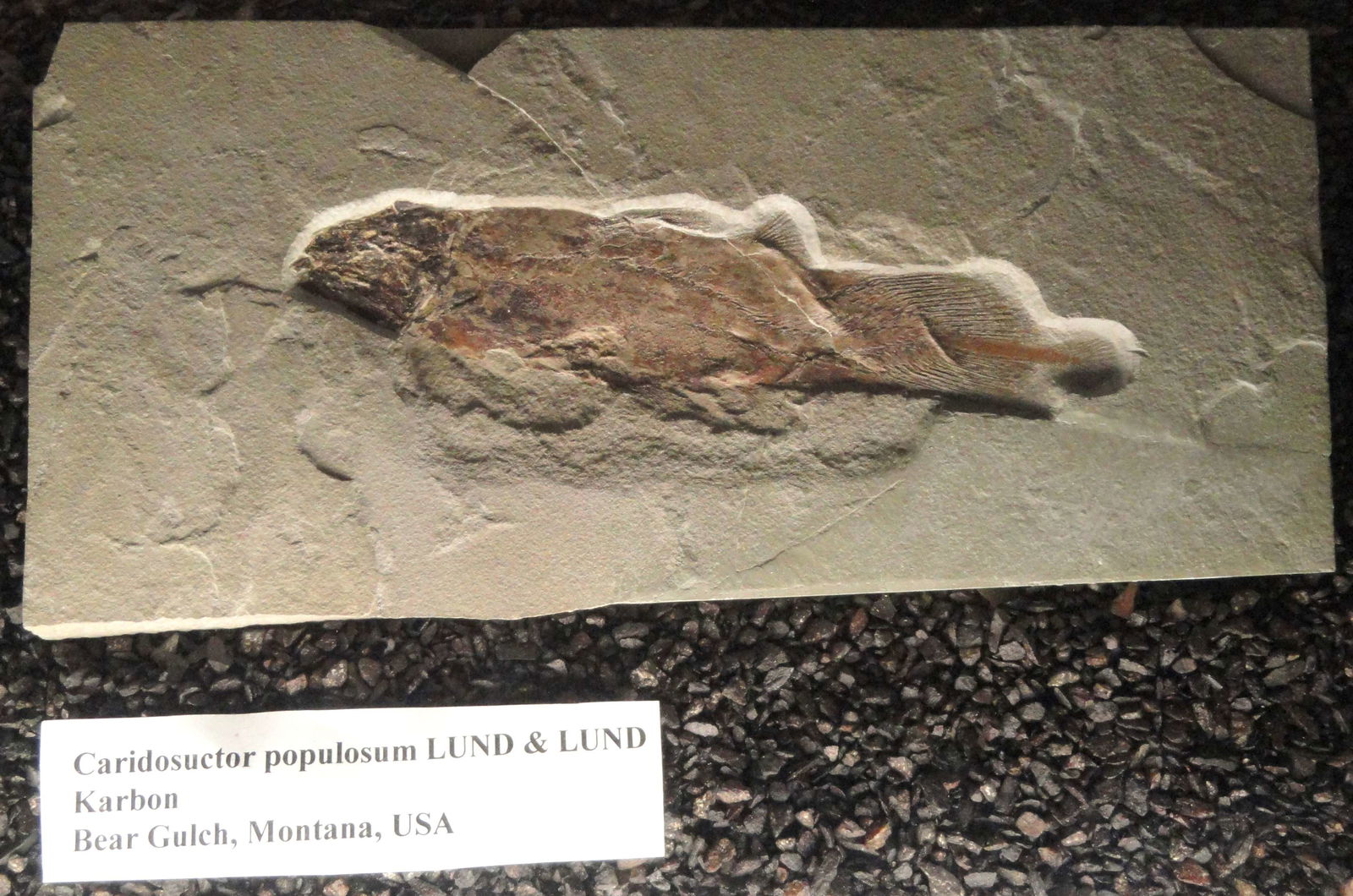 Senckenberg Natural History Museum