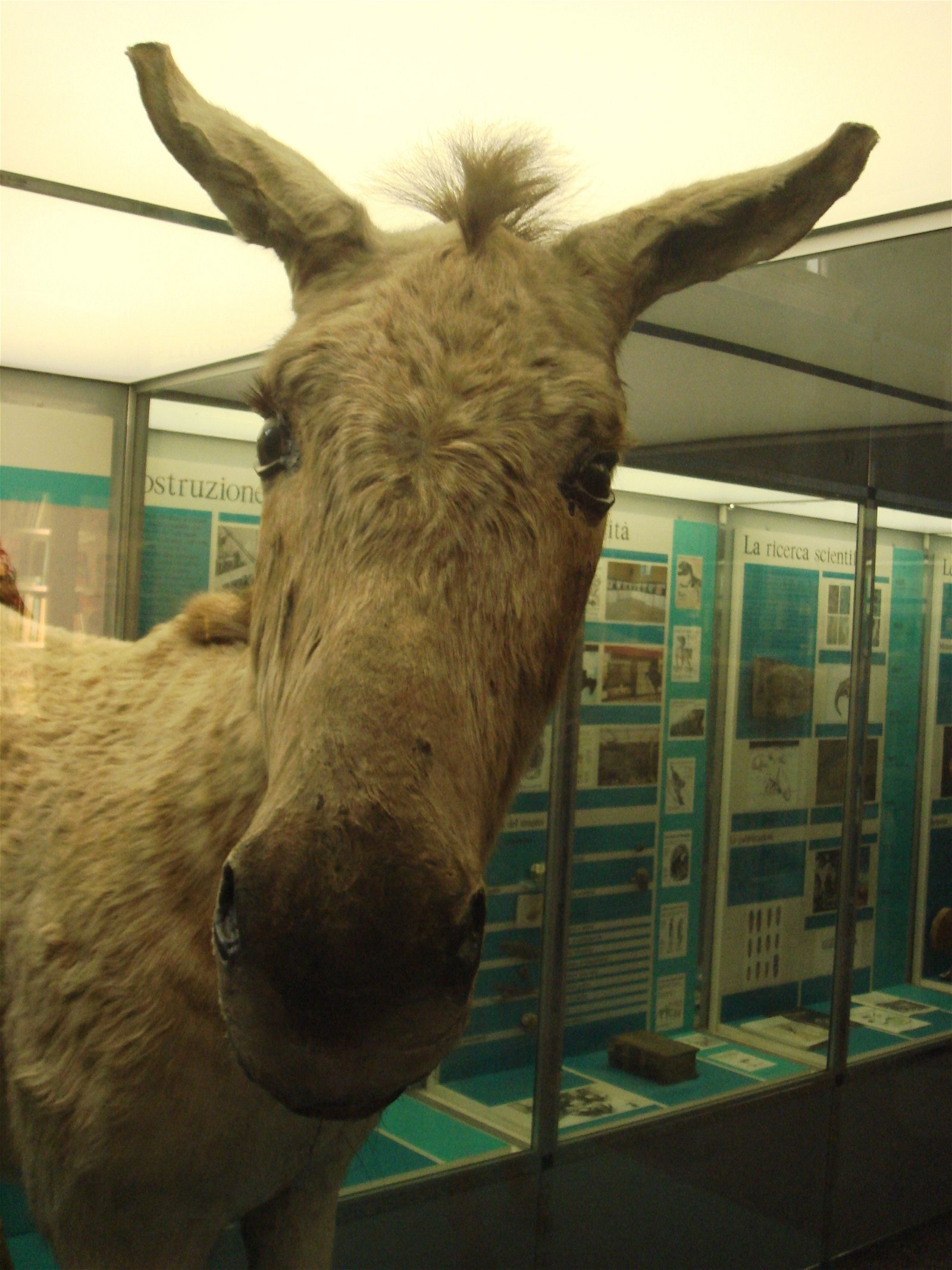 Museum of Natural History