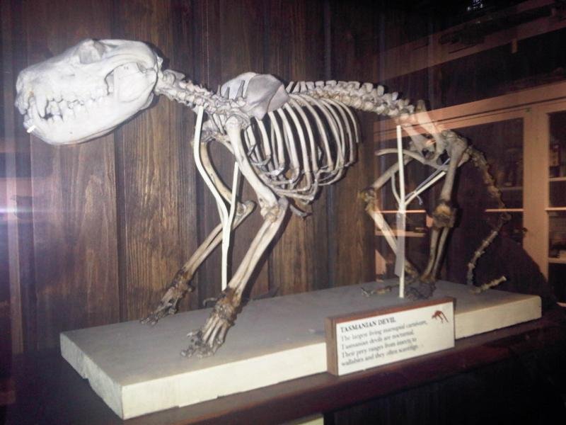 Grant Museum of Zoology