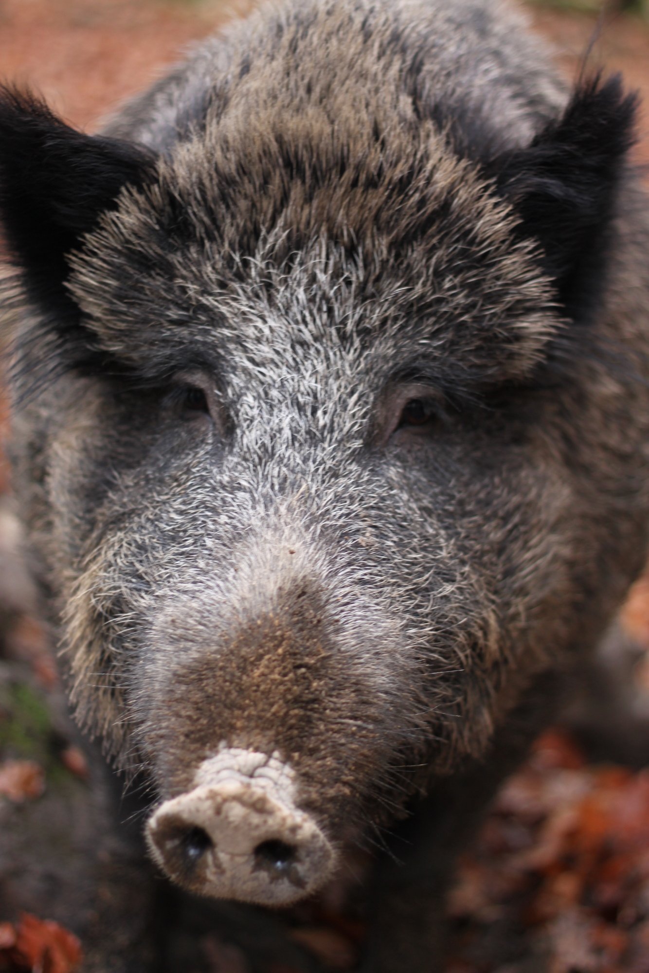 Het wildpark in La Roche-en-Ardenne