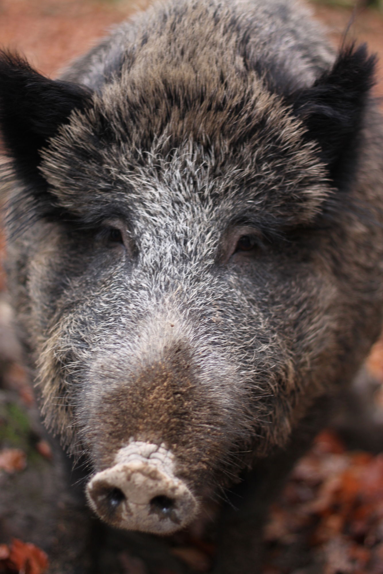 Le parc à gibier de La Roche-en-Ardenne