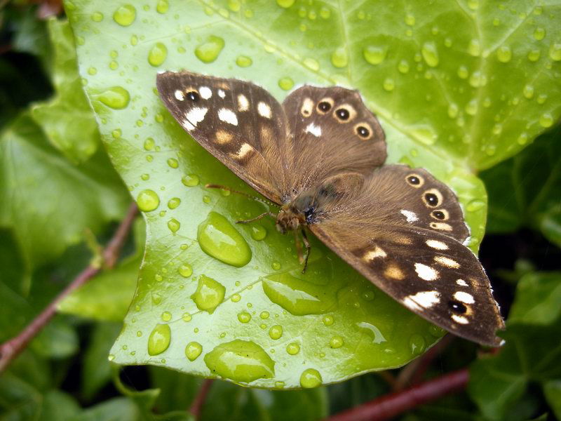 Orto botanico di Oxford