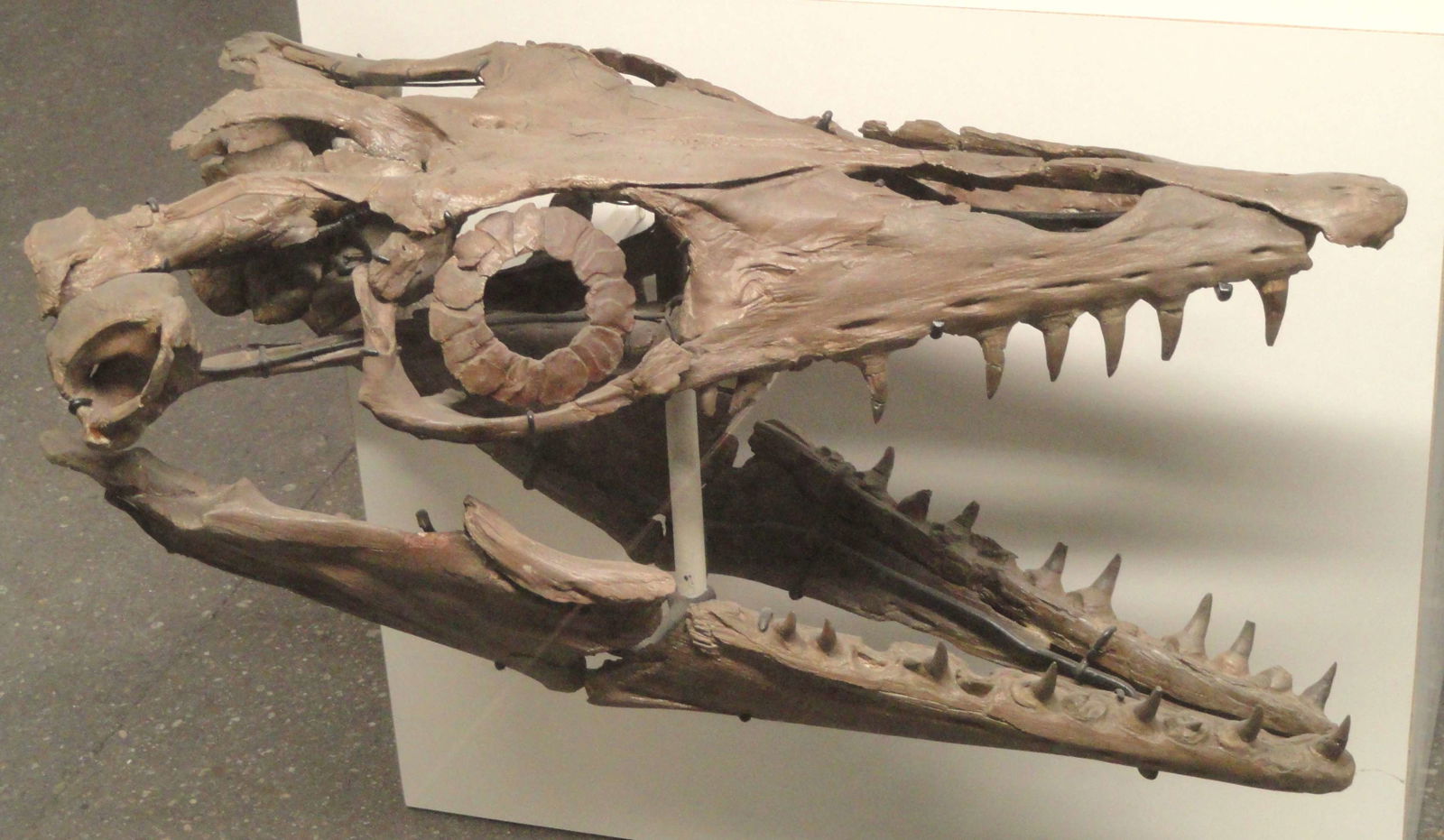 Naturmuseum Senckenberg