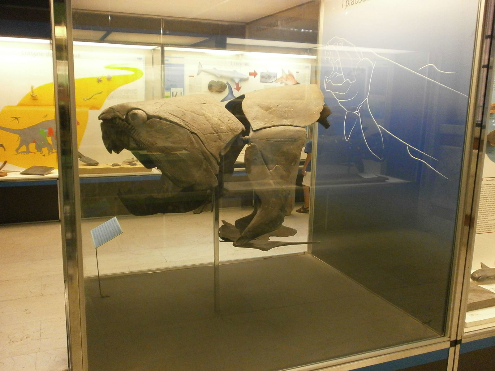 Civico Museo di Storia Naturale