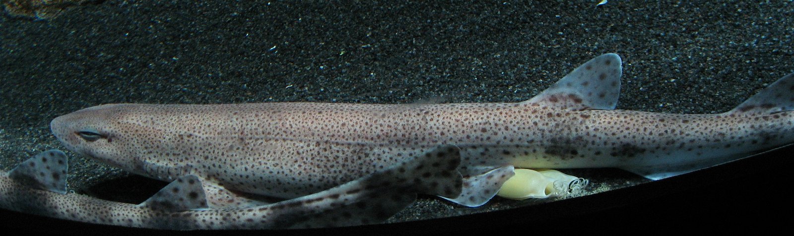 Aquarium de Paris - CineAqua