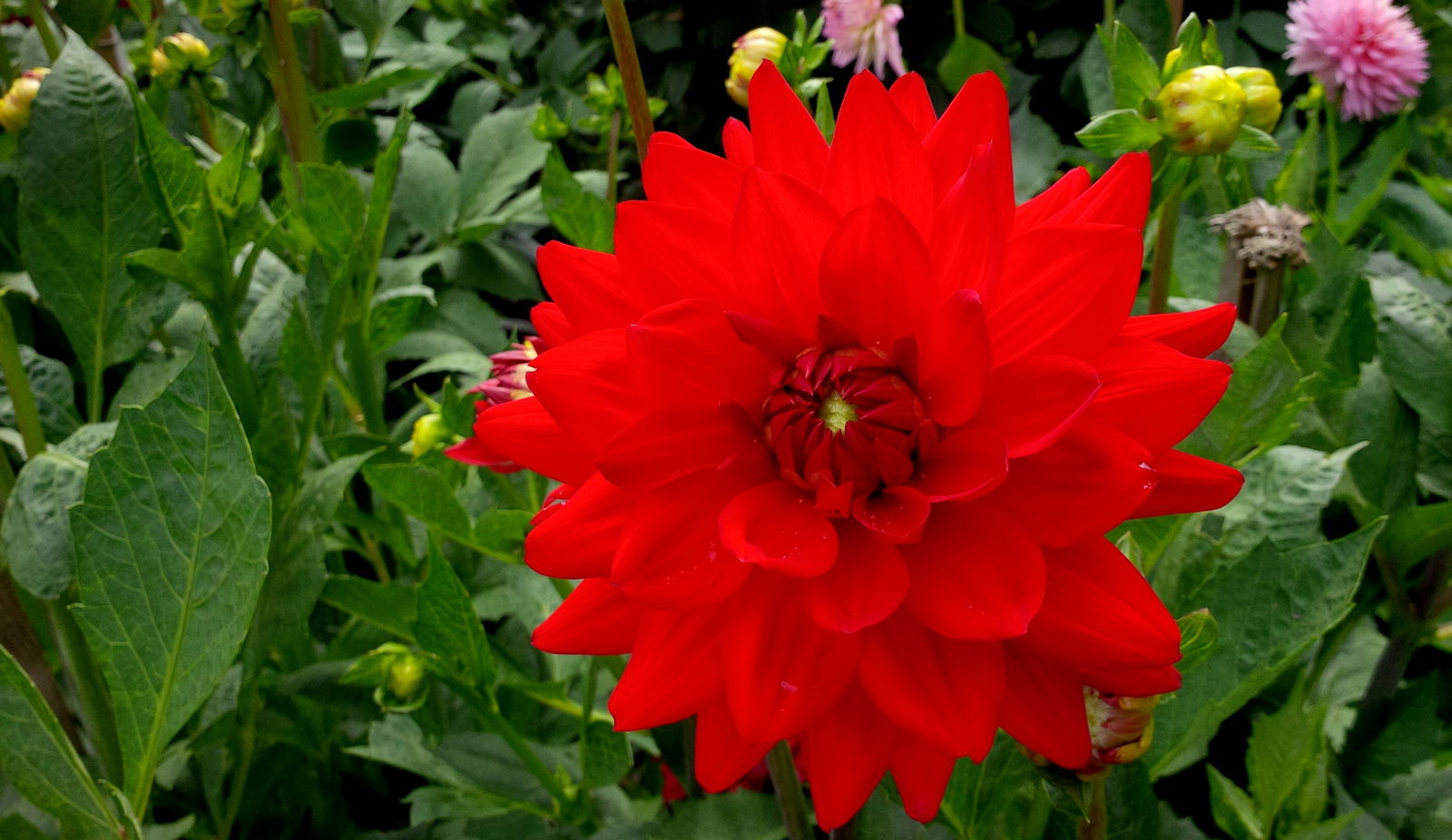 Jardín botánico de Birmingham