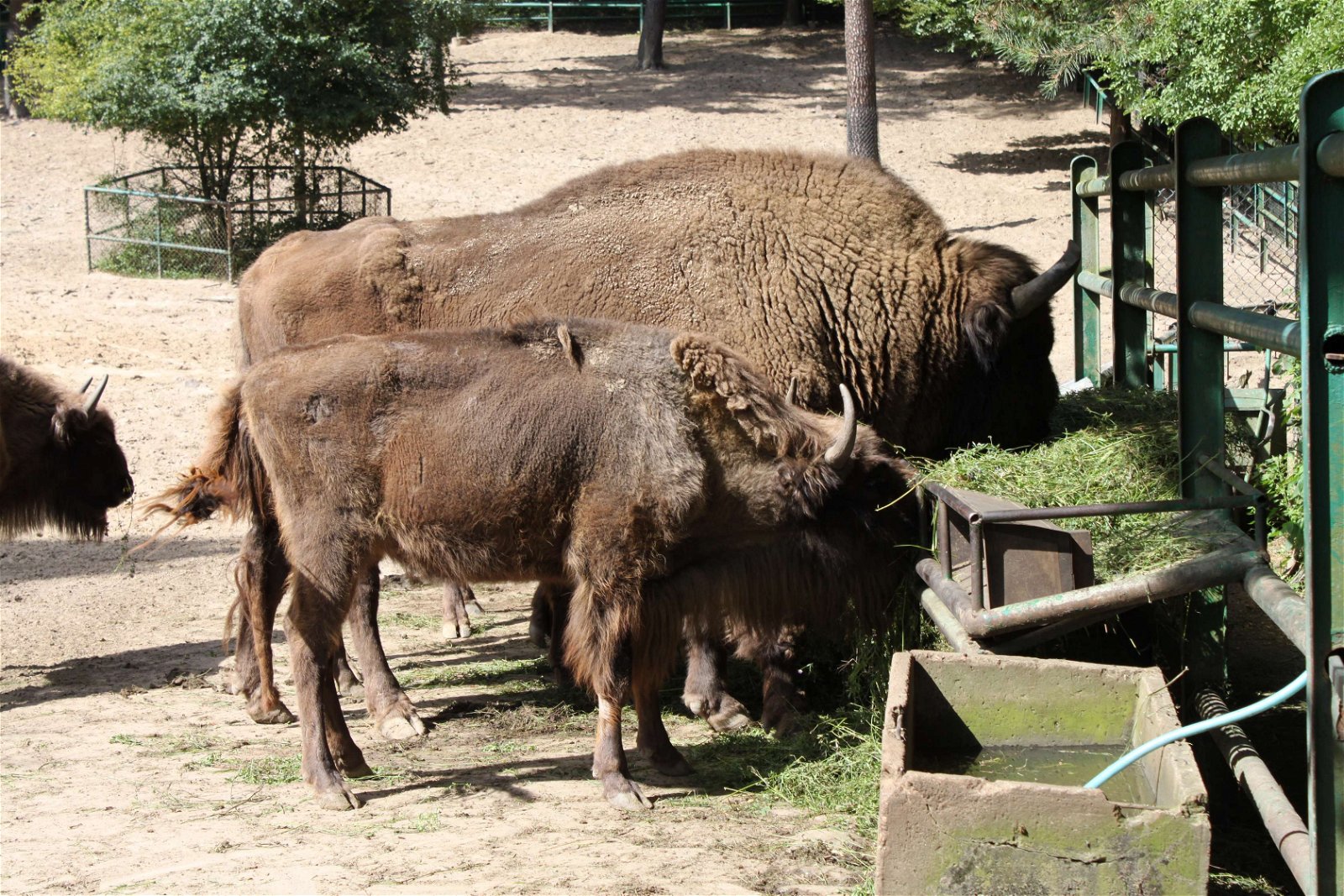 Oliwa Zoo Gdańsk