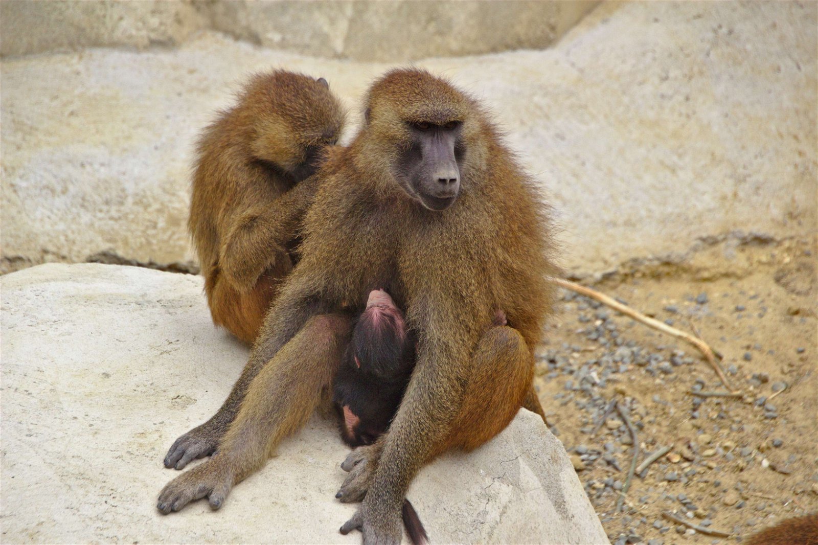 Parc zoologique de Paris