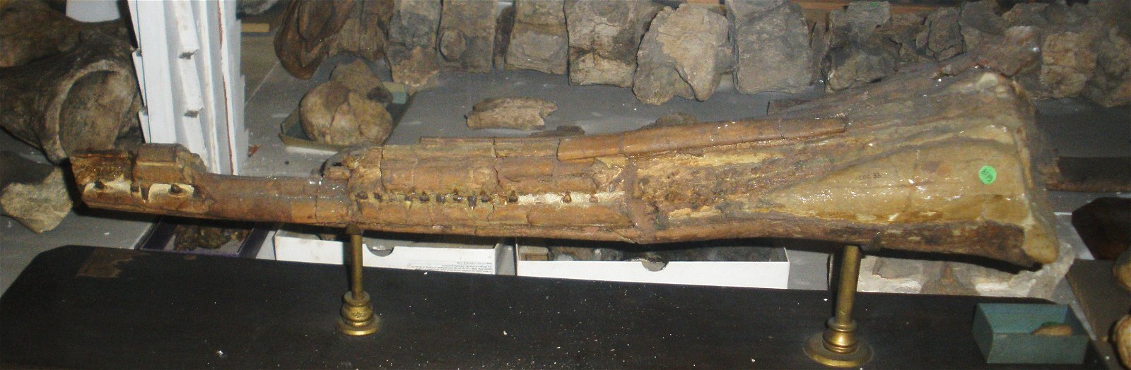 Museo Geologico Giovanni Capellini