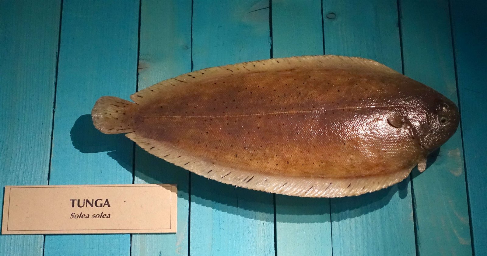 Swedish Museum of Natural History