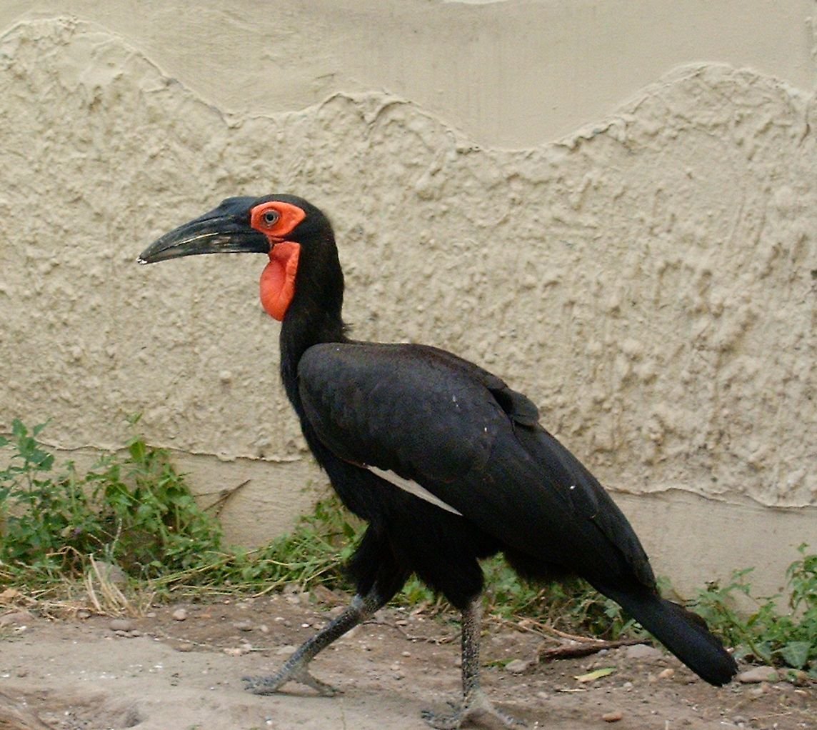 Budapest Zoo and Botanical Garden