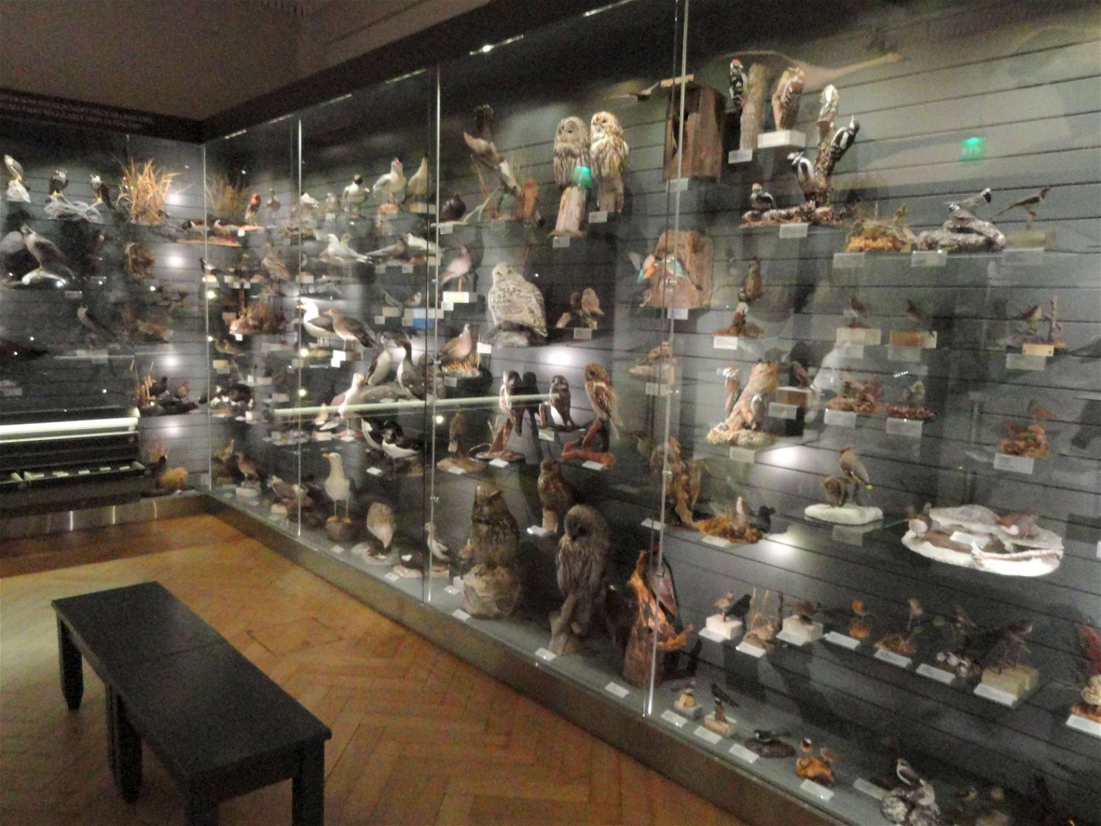 Finnish Museum of Natural History