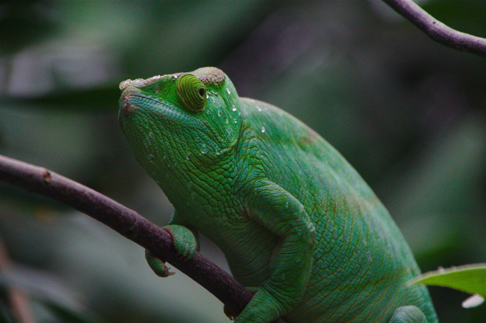 Parc zoologique de Paris