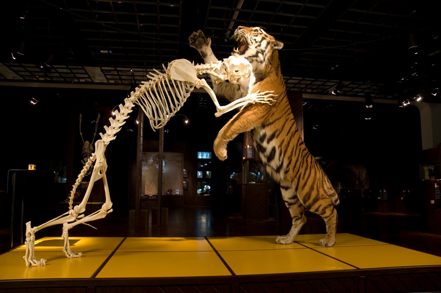 Natural History Museum Aarhus