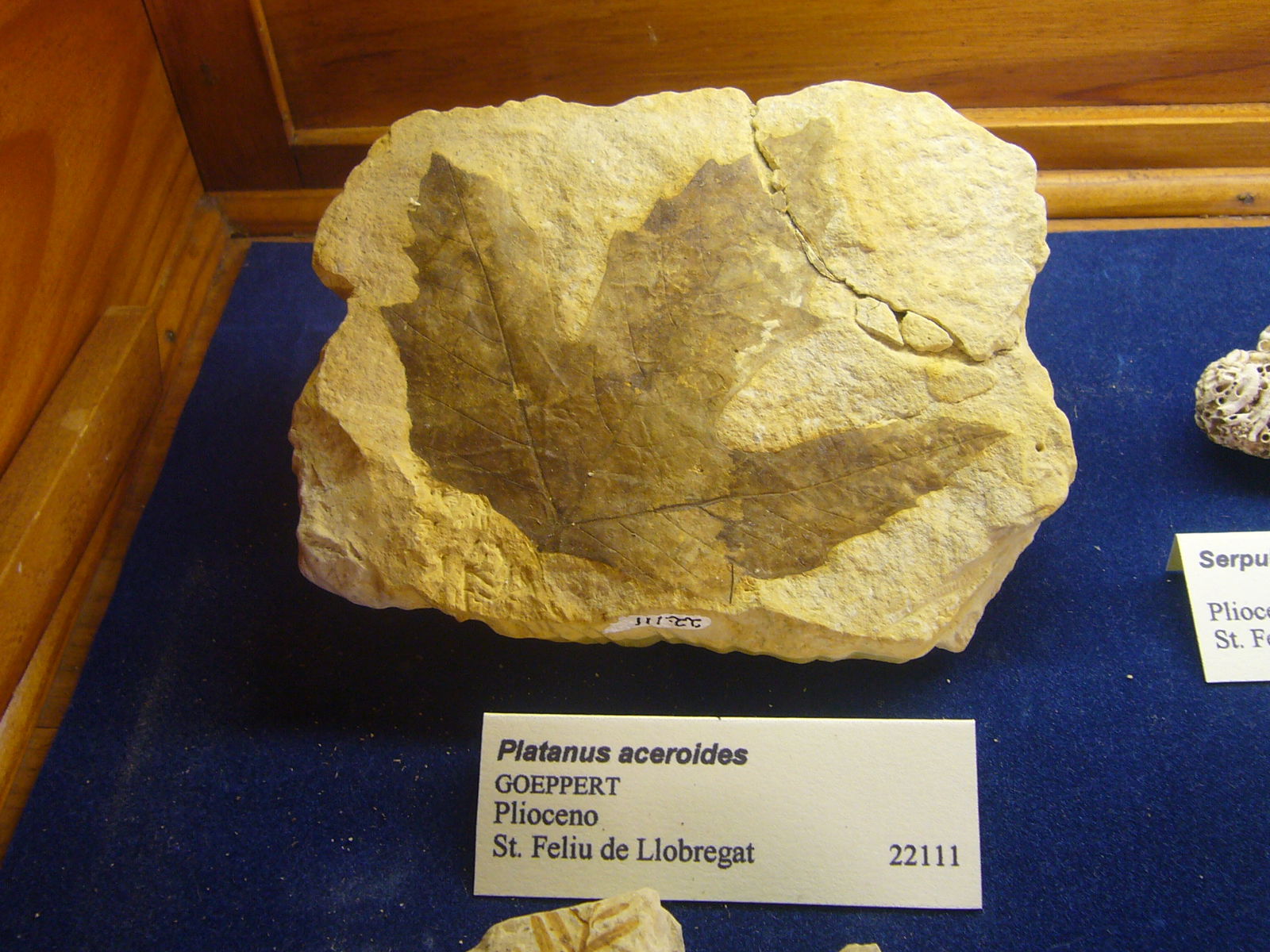 Museu Geologic del Seminari de Barcelona