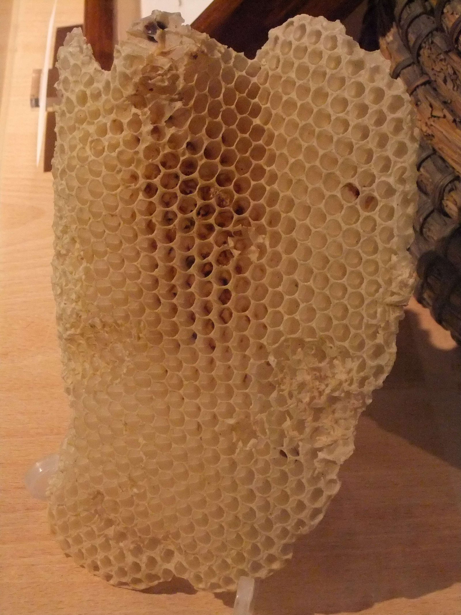 Hereford Museum and Art Gallery