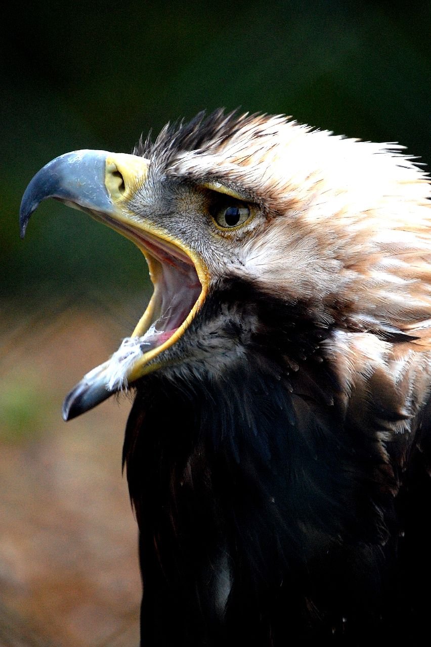 Monde Sauvage Safaripark