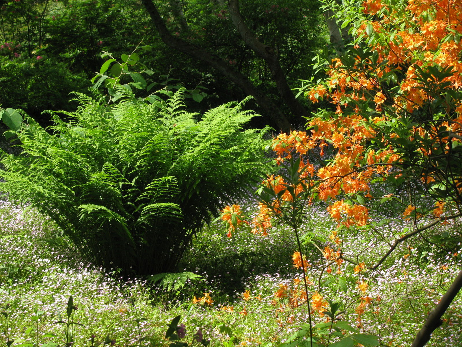 Arboretum de Kalmthout