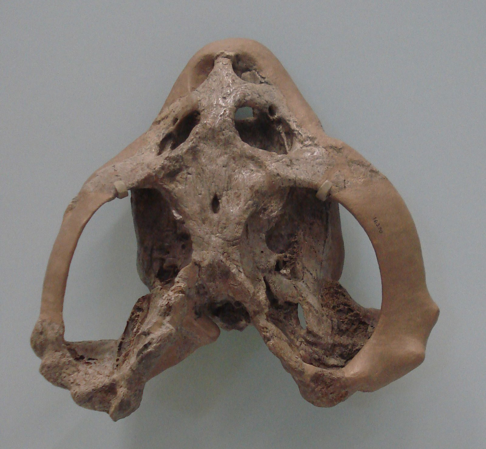 Staatliches Museum für Naturkunde Stuttgart