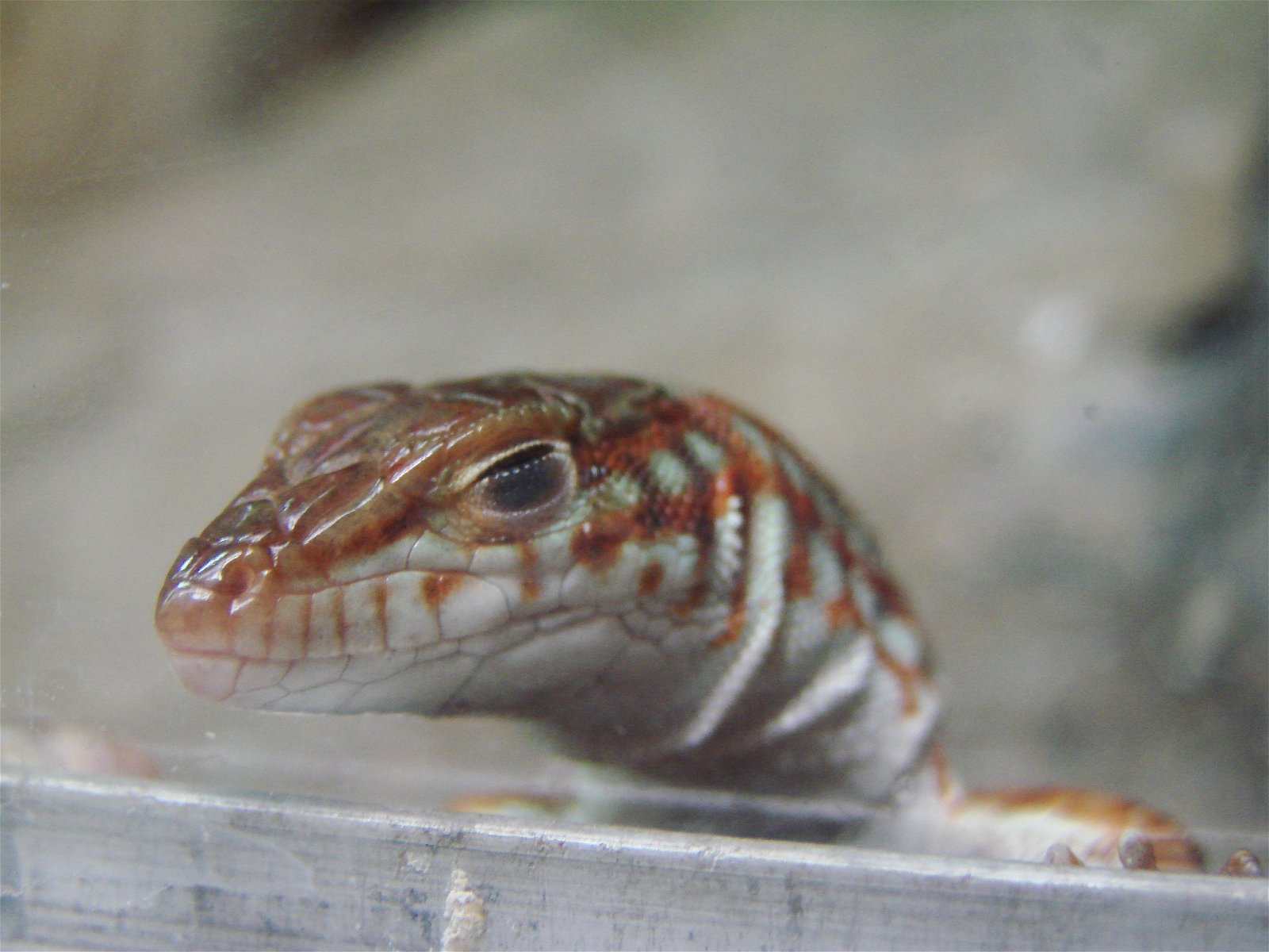 Wroclaw Zoo & Africarium