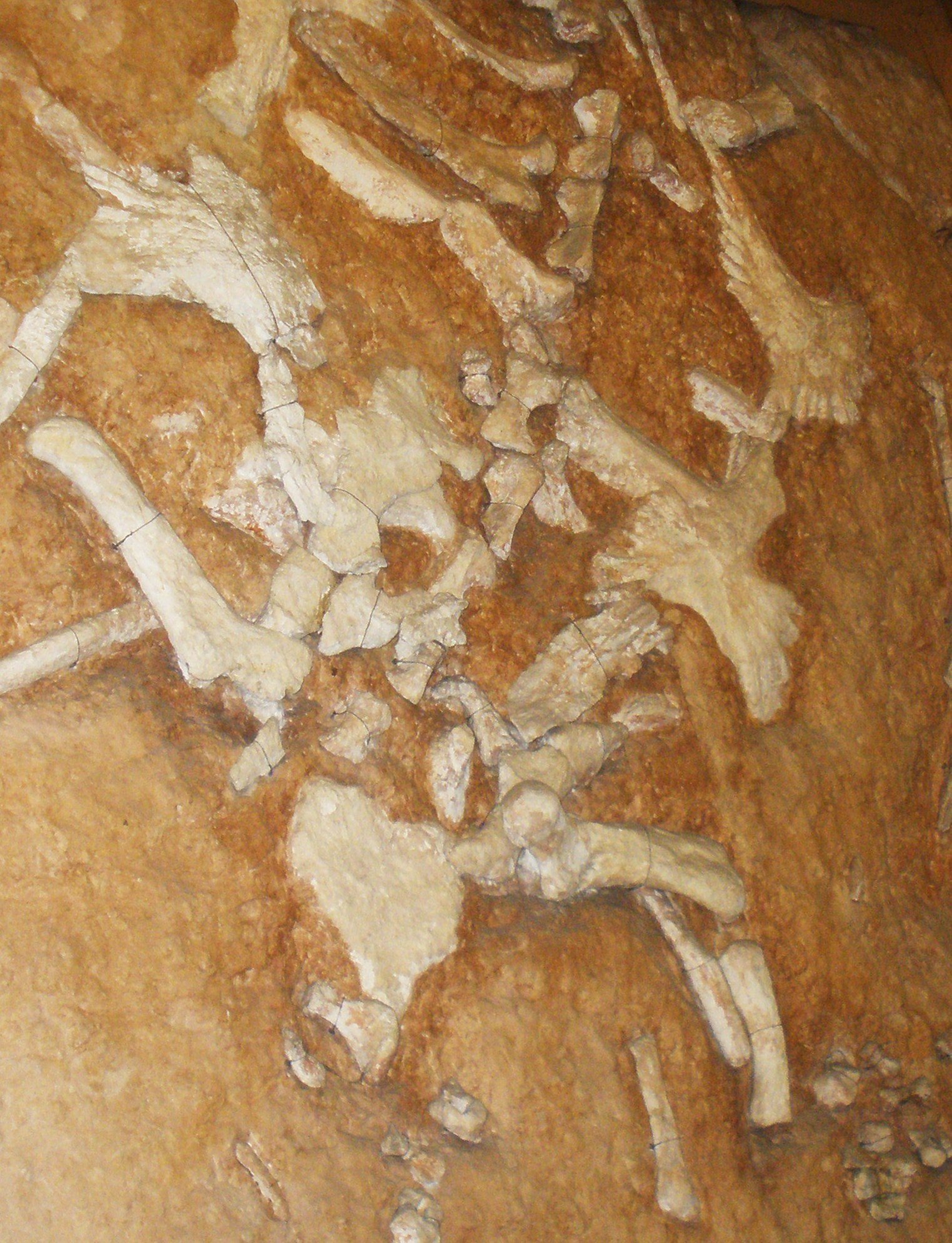 Museo Geologico Giovanni Capellini