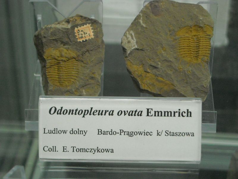Geological Museum of the Polish Geological Institute