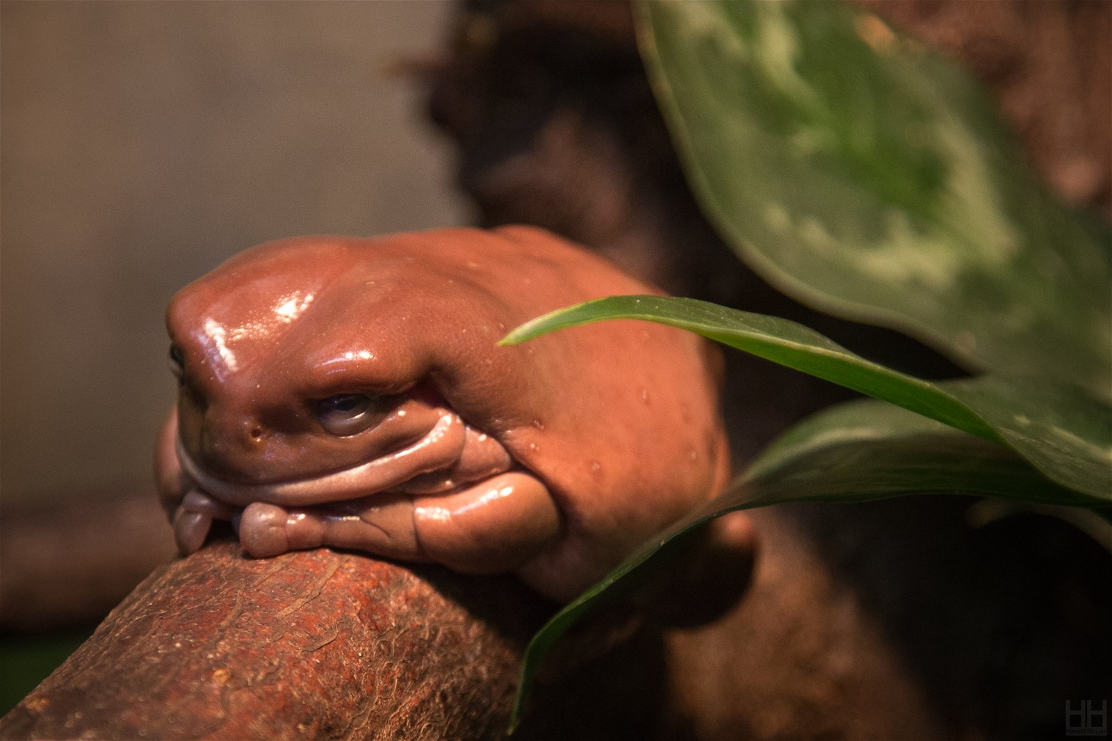 Wilhelma Zoologisch-Botanischer Garten
