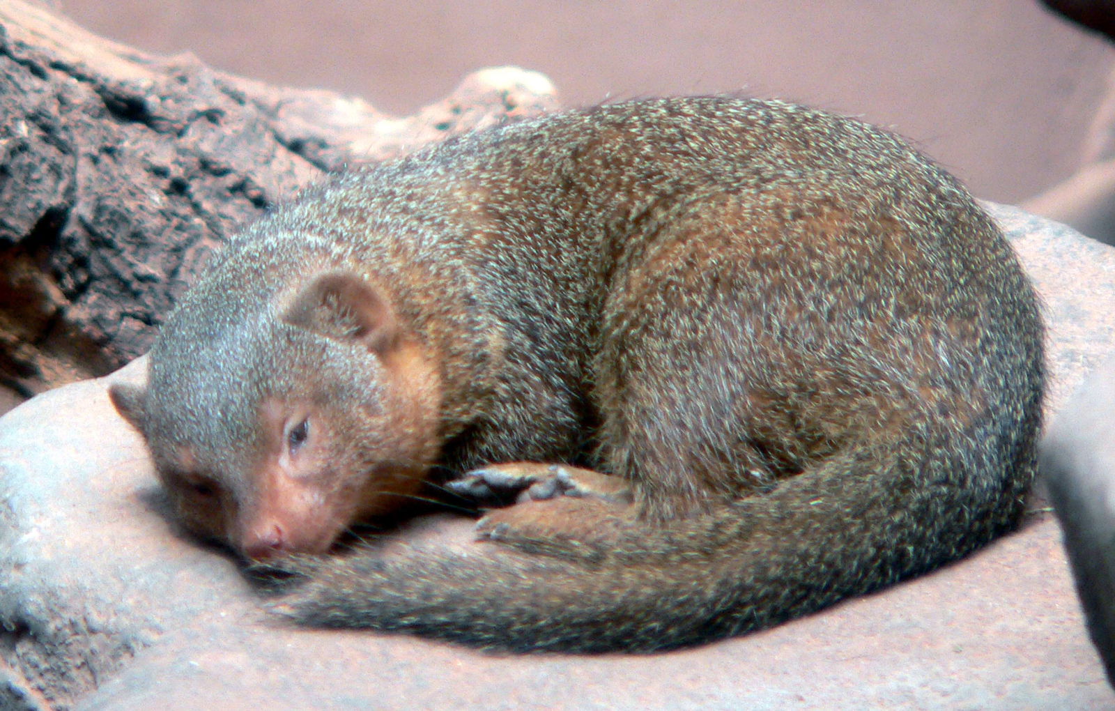 Zoologischer Garten Frankfurt/Main