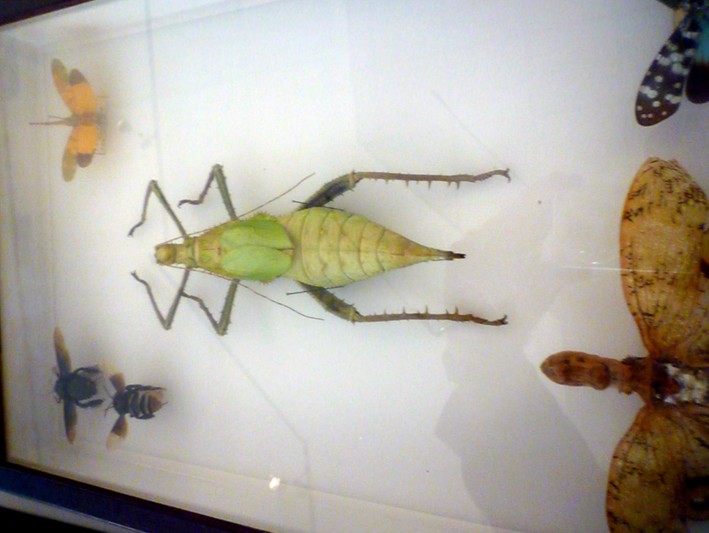 Museo Civico di Zoologia