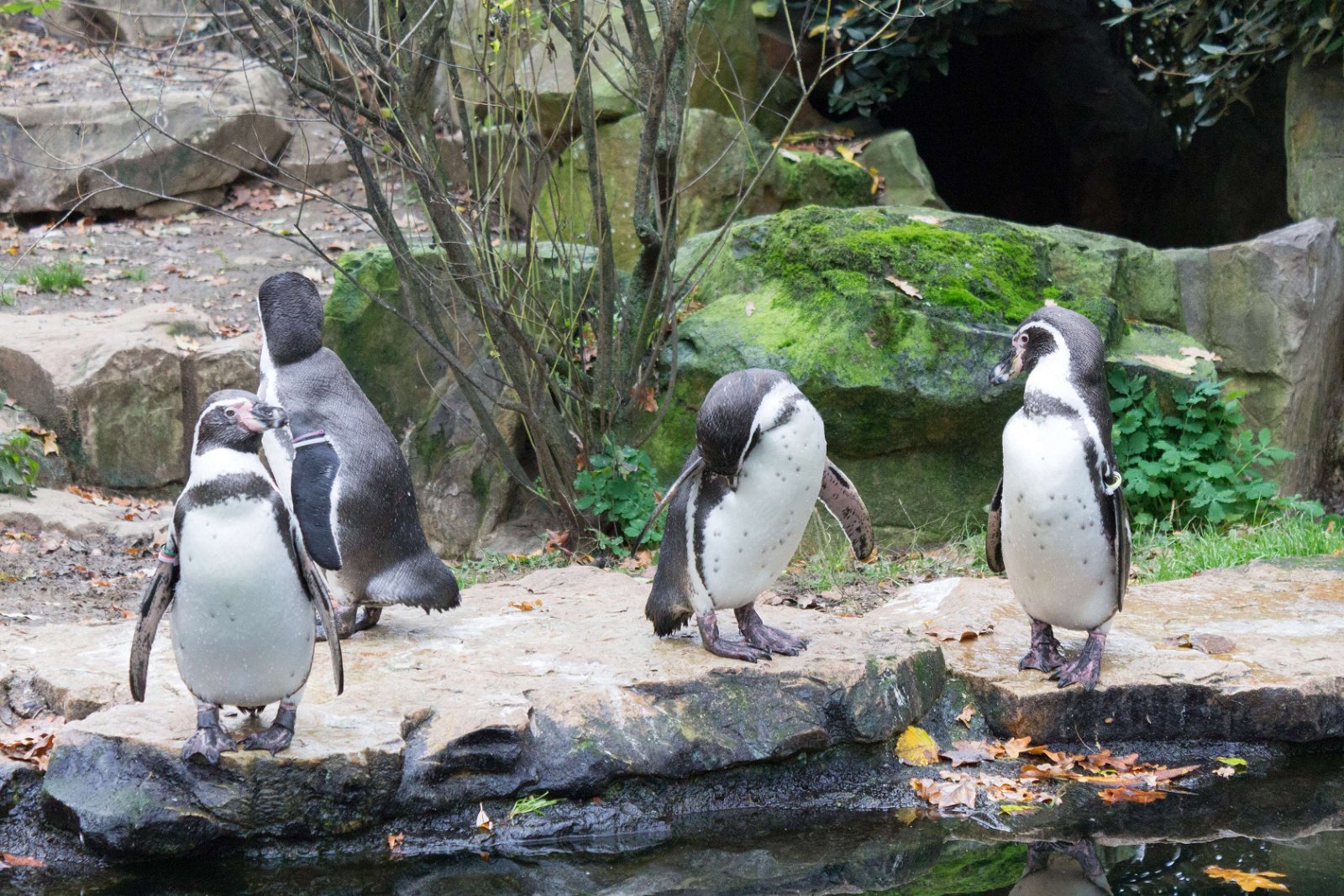 Berlin Zoological Garden