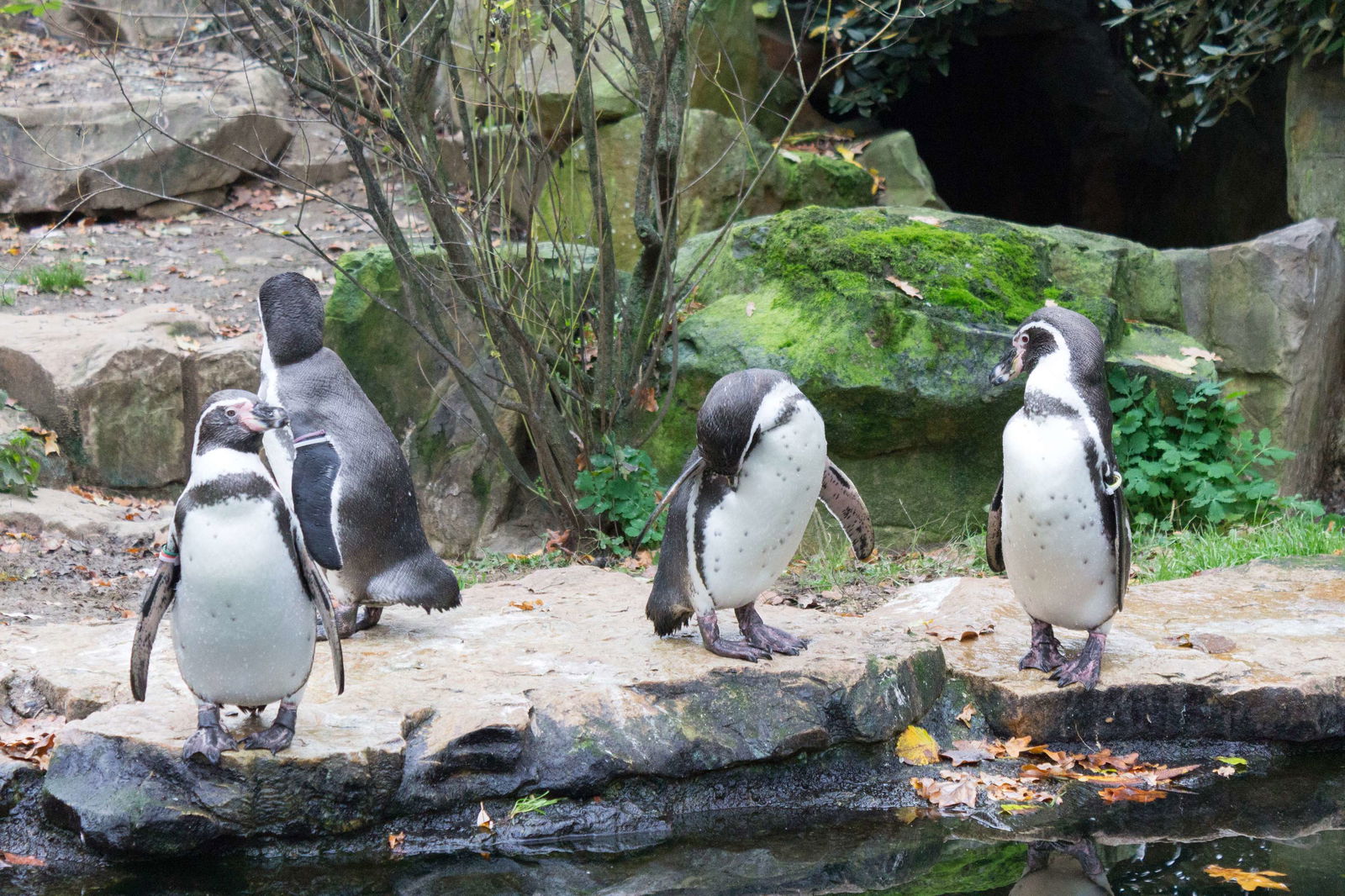 Zoologischer Garten Berlin