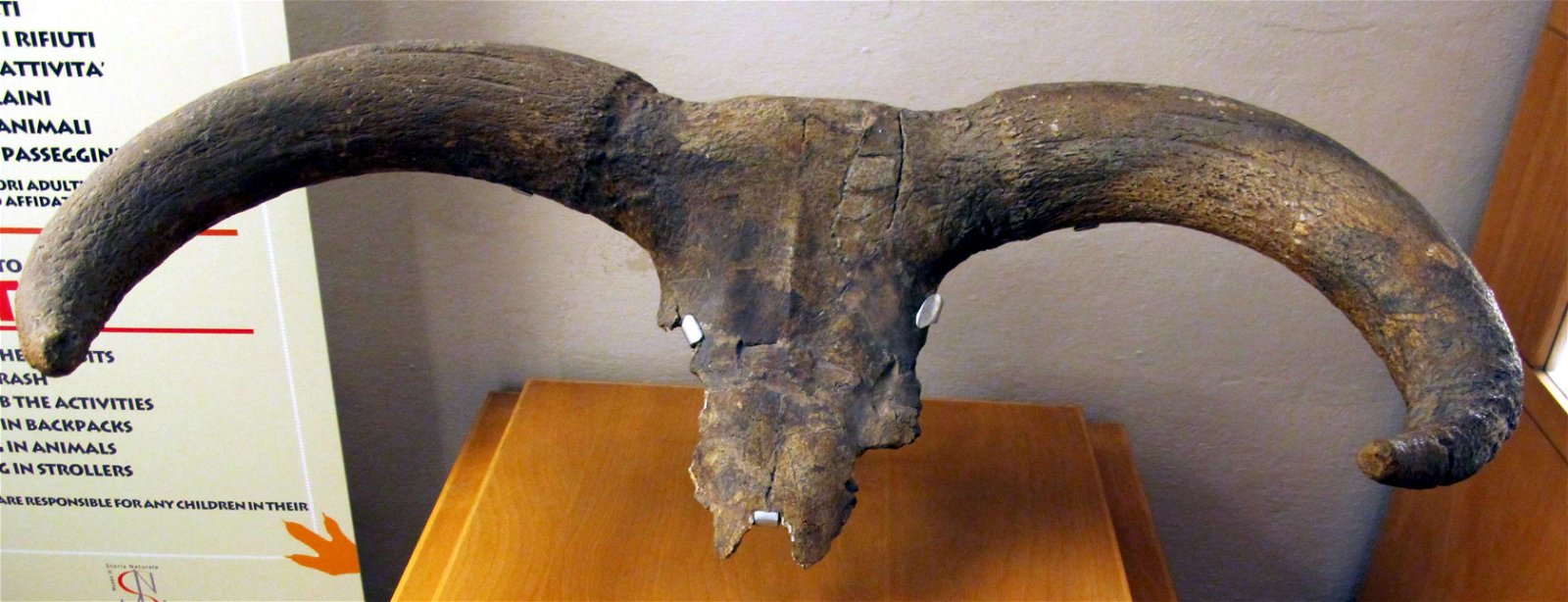 University of Florence Natural History Museum - Geology and Paleontology