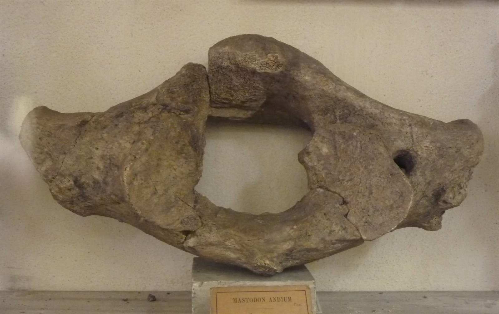 Museo Geologico Giovanni Capellini