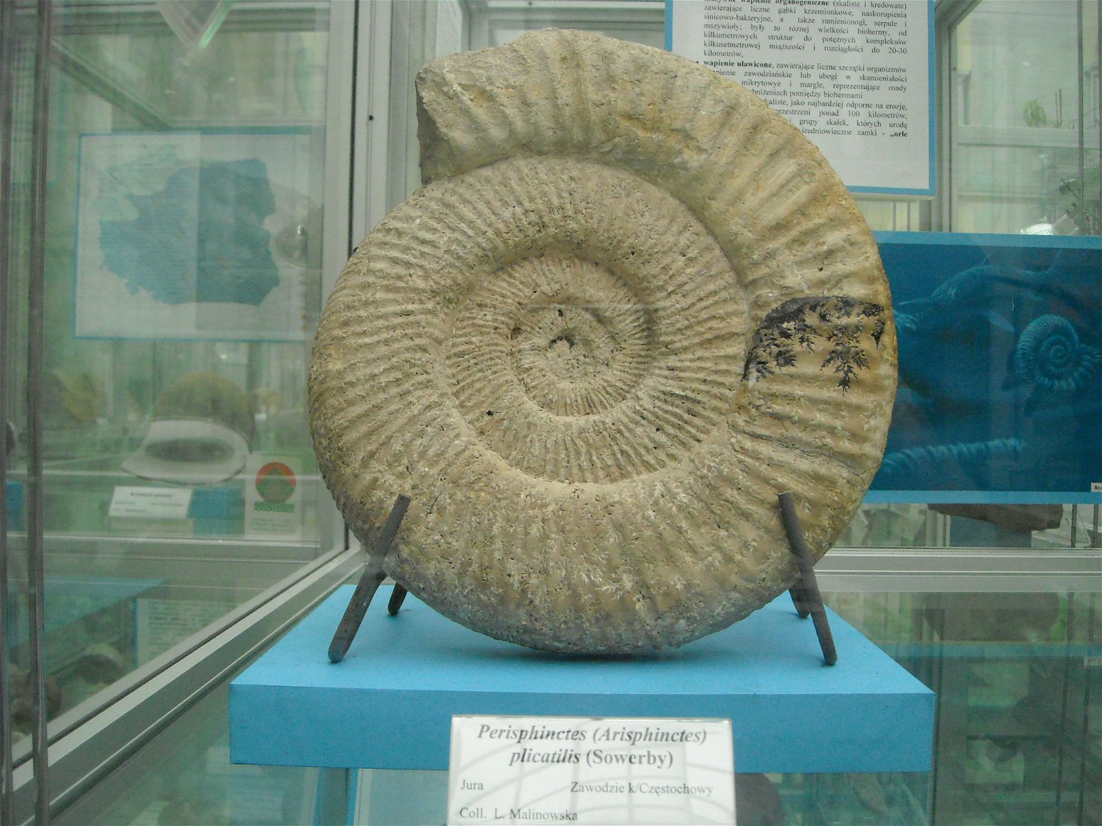 Geological Museum of the Polish Geological Institute