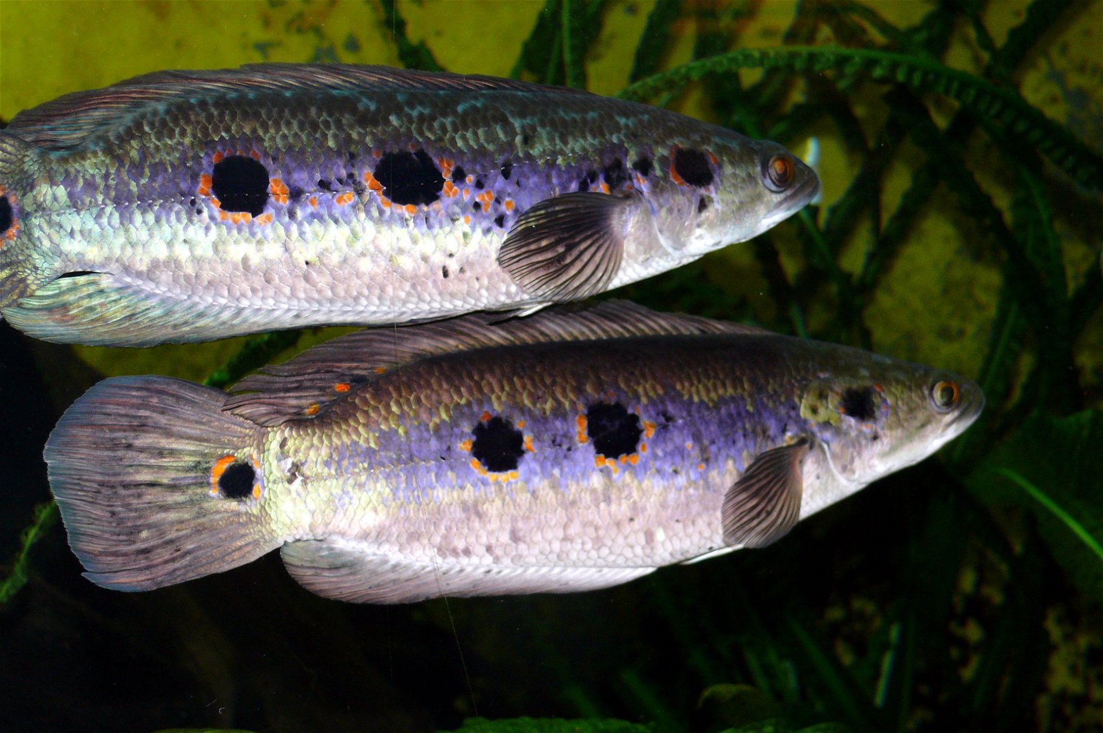 Aquazoo – Löbbecke-Museum Düsseldorf