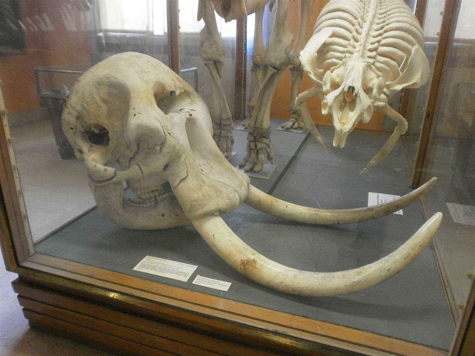 Museum of Natural History