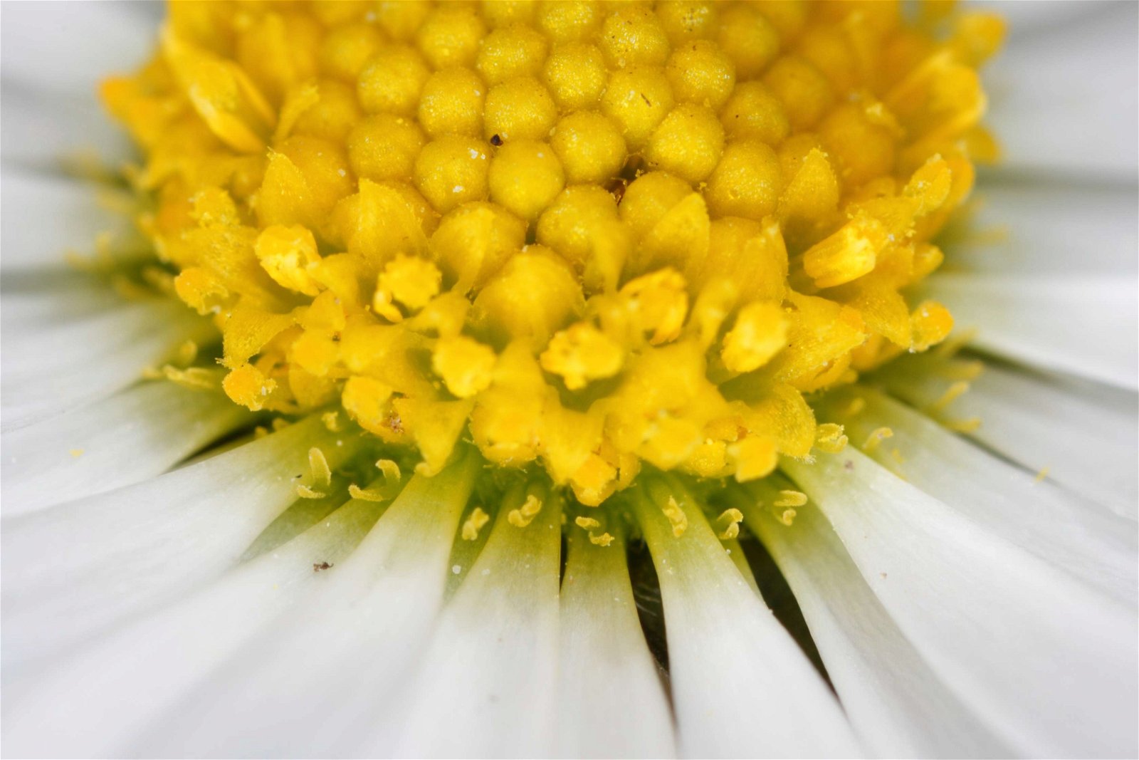 Schonbrunner Gardens