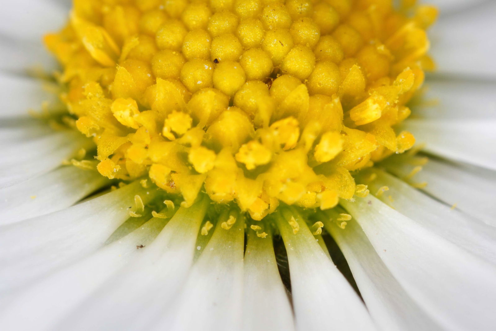 Schonbrunner Gardens