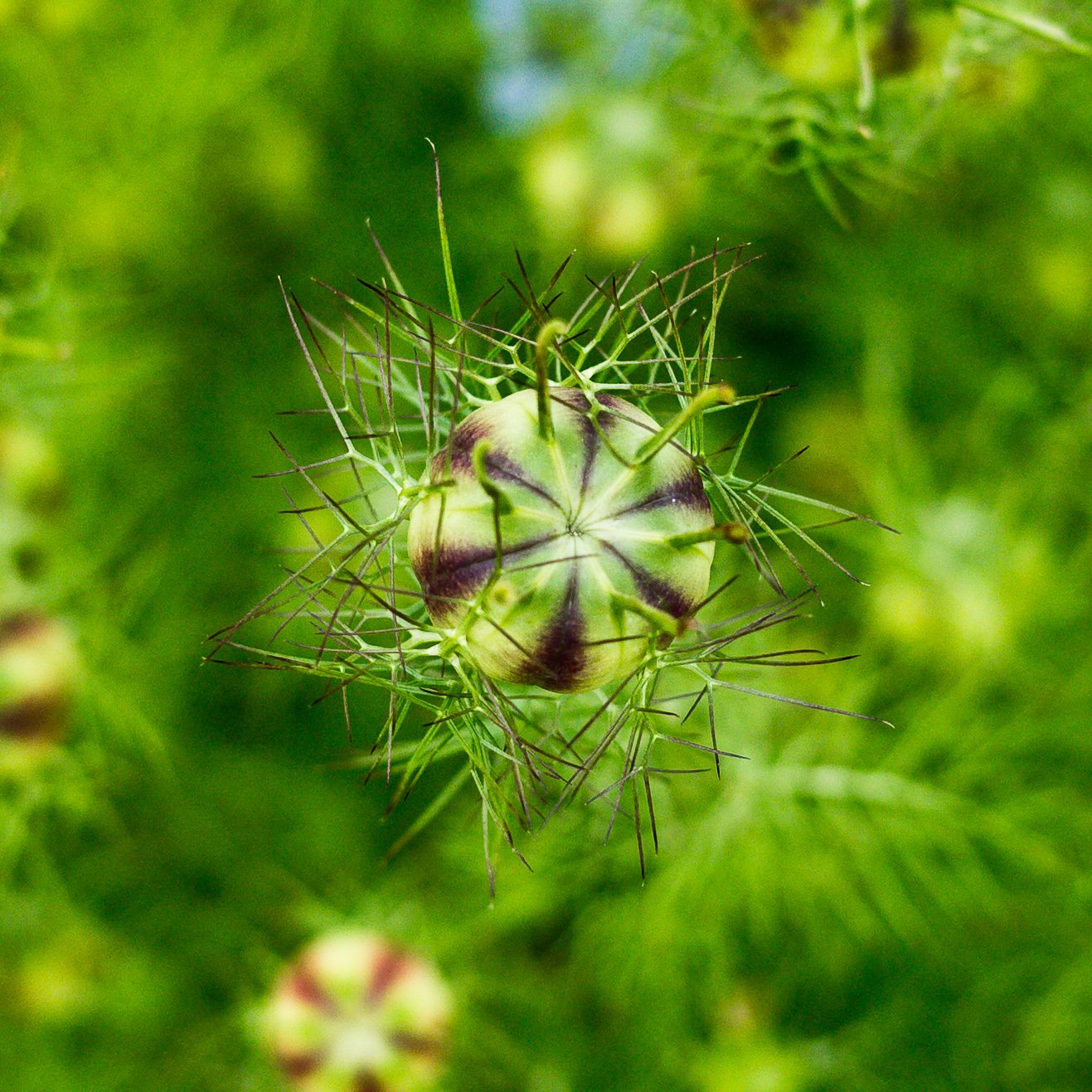 University of Oxford Botanic Garden