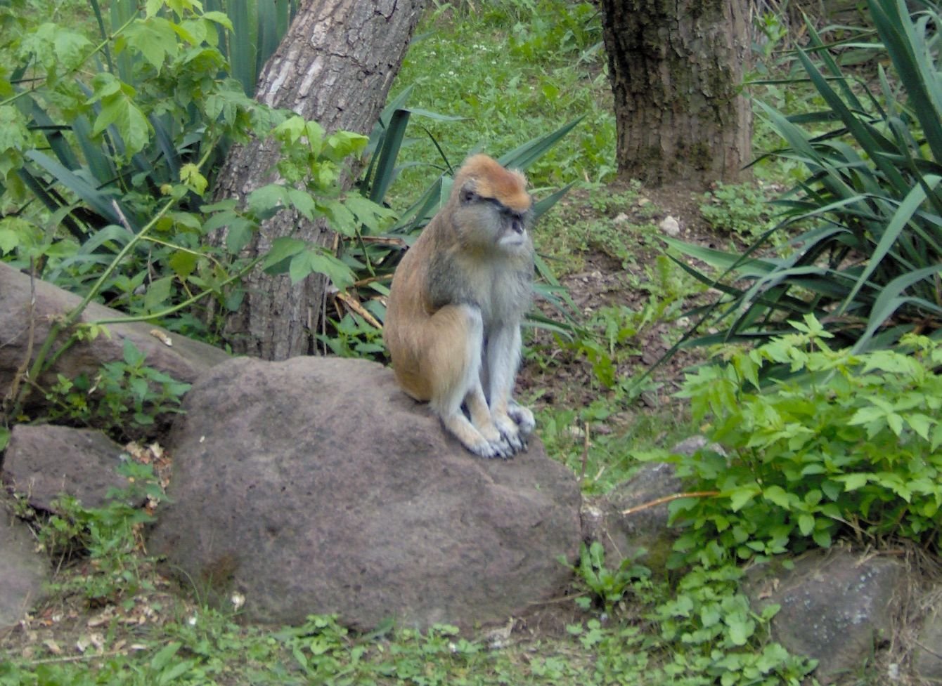 Budapest Zoo and Botanical Garden