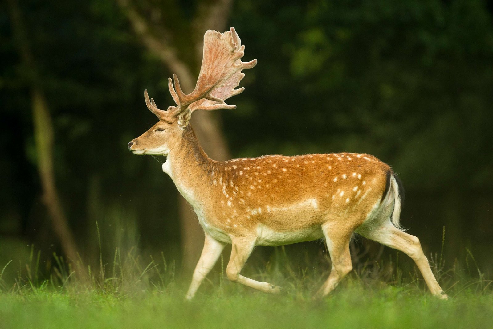 Wildpark - Domein van de Grotten van Han