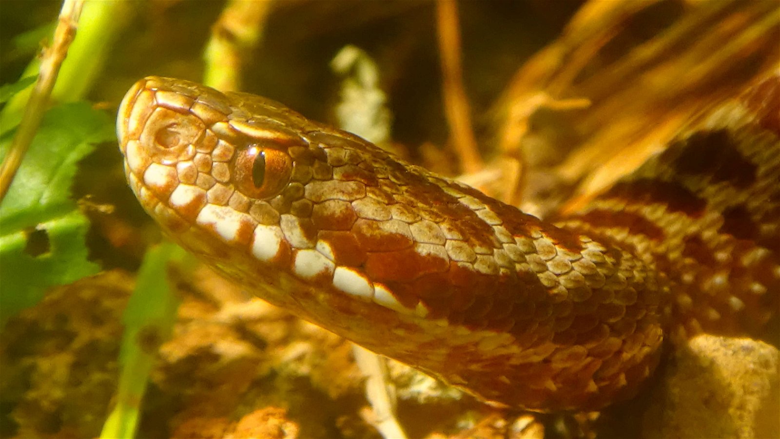 Parc zoologique de Paris
