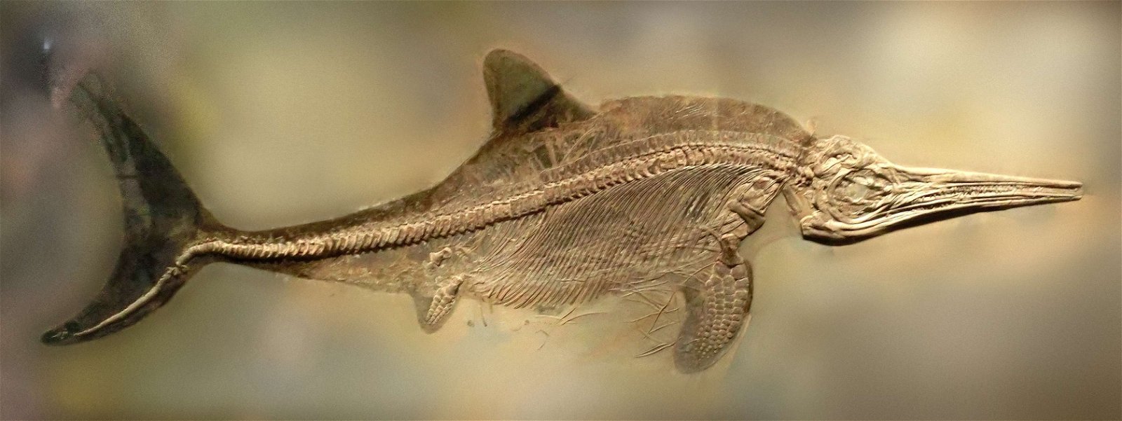 Göteborg Natural History Museum