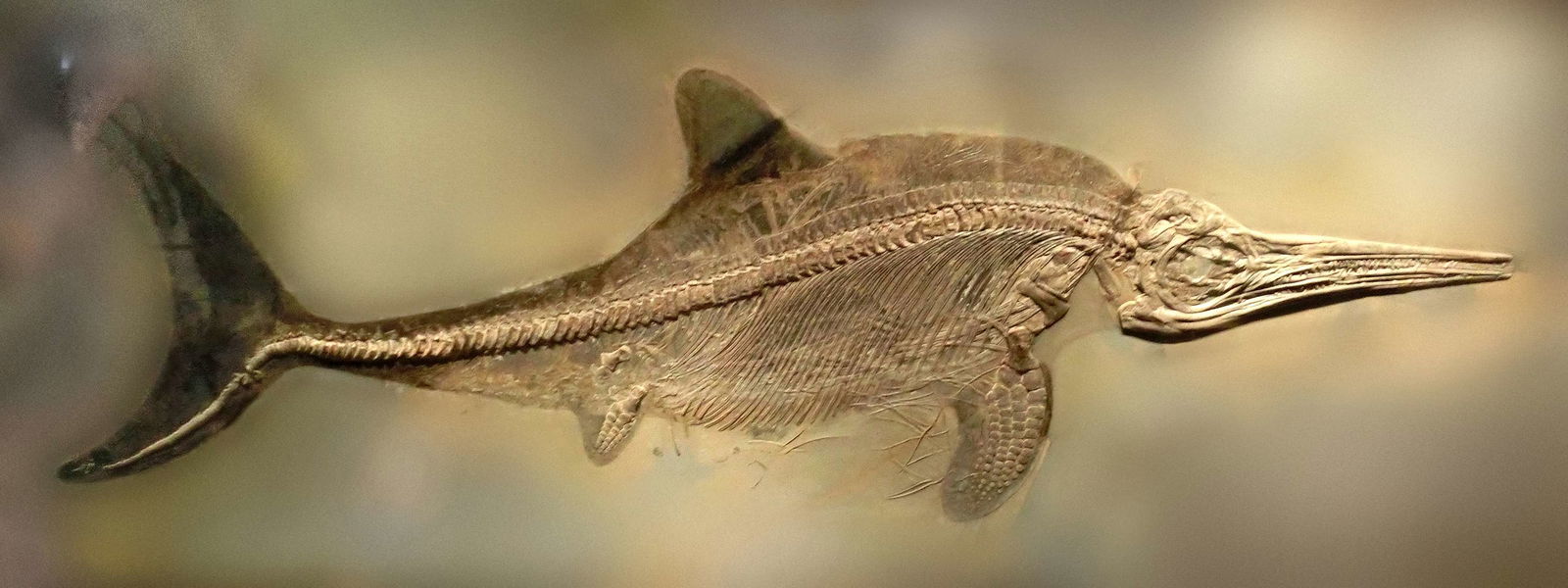 Göteborg Natural History Museum