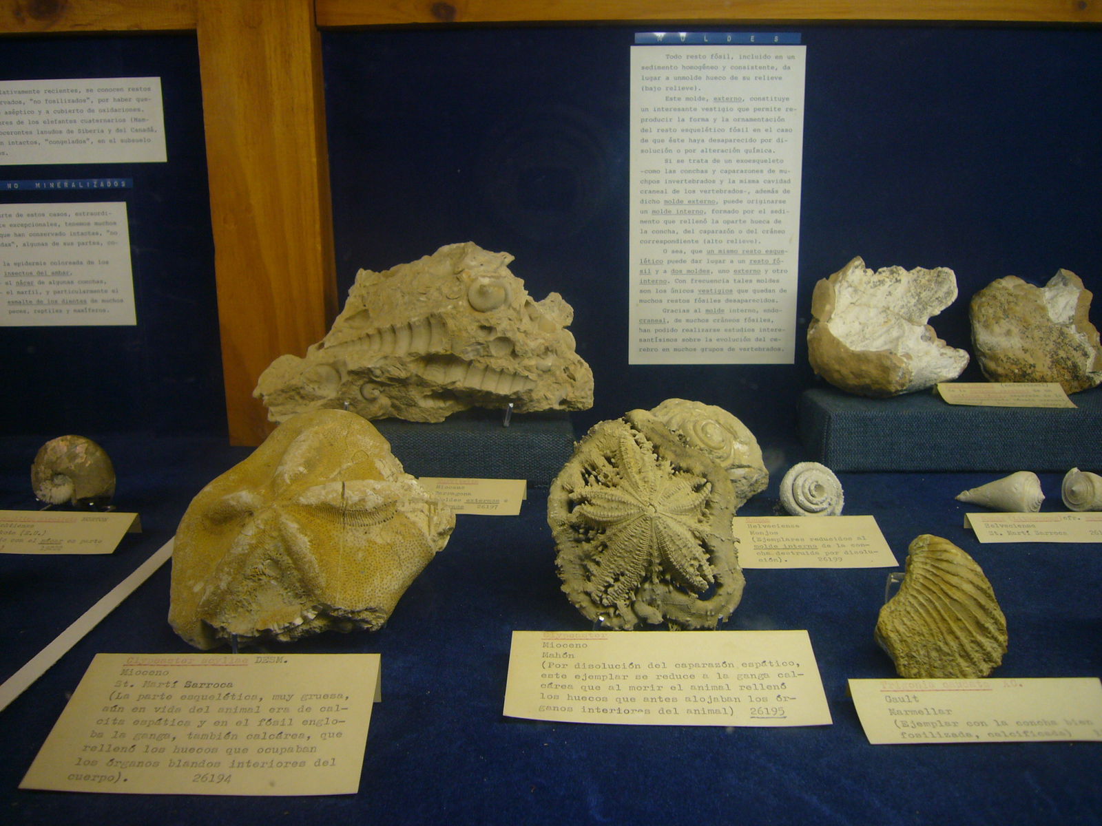 Museu Geologic del Seminari de Barcelona