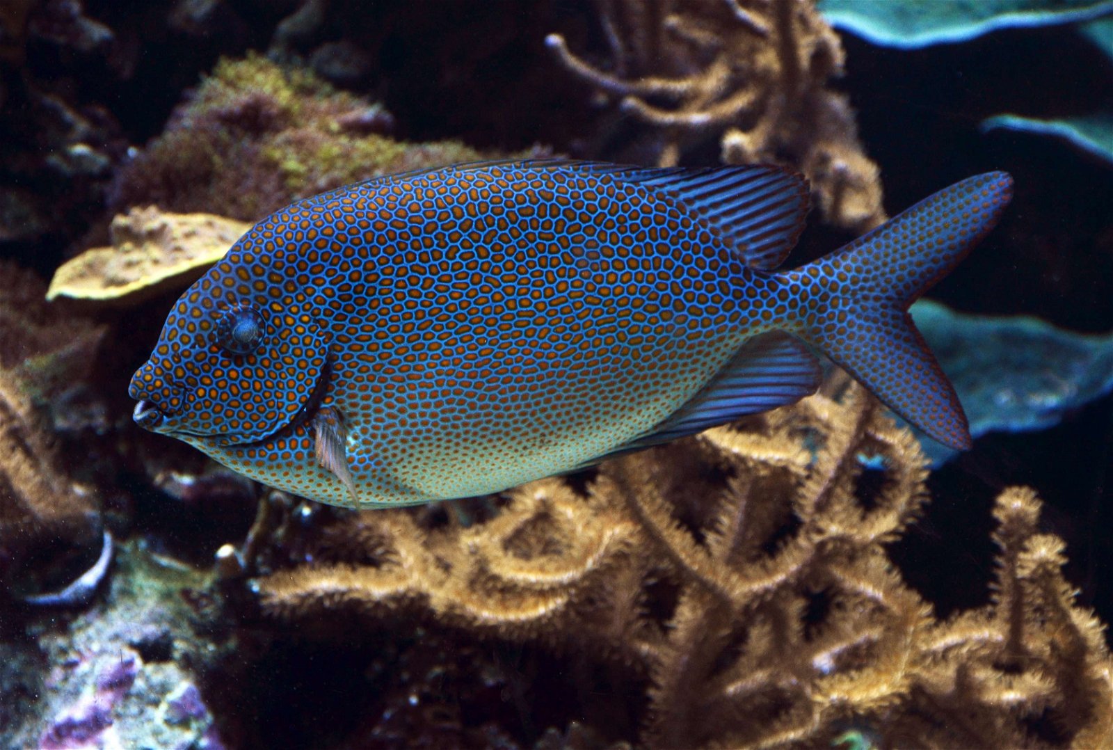 Aquarium de la Porte Dorée