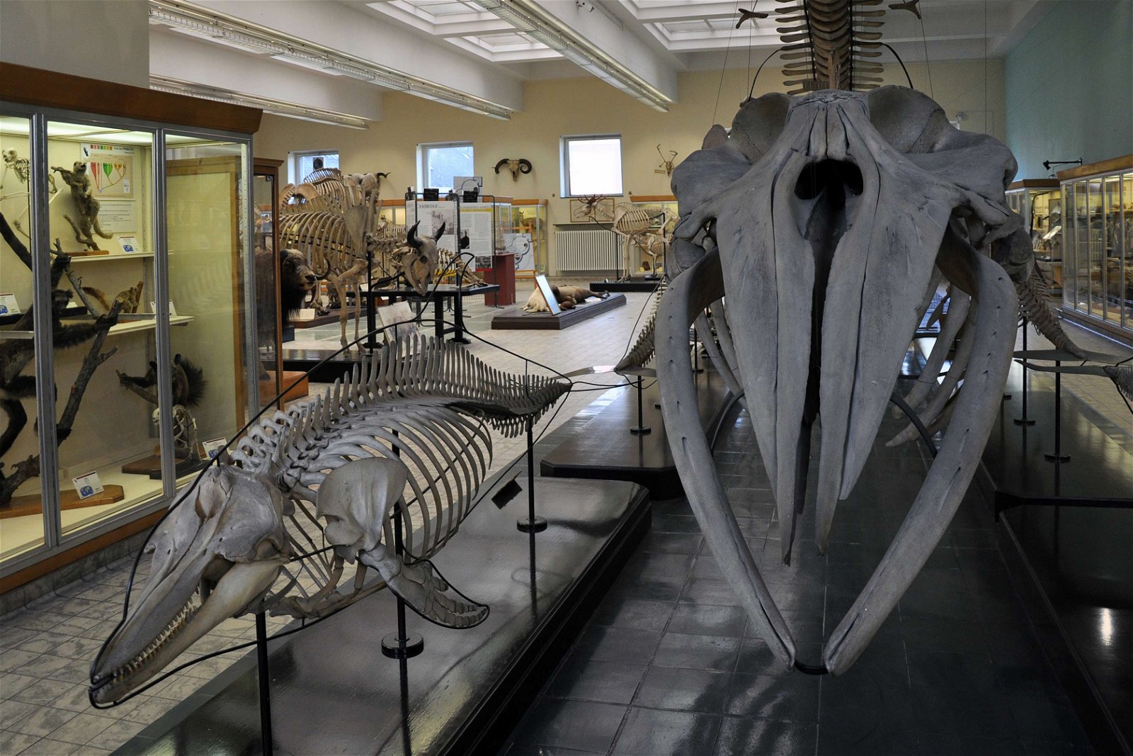 Aquarium-Museum van Luik